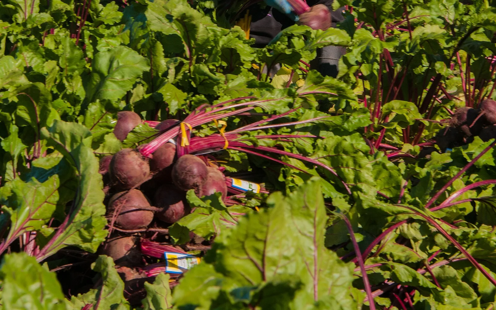 Beets being harvested at Lakeside Organic Gardens in Watsonville, California