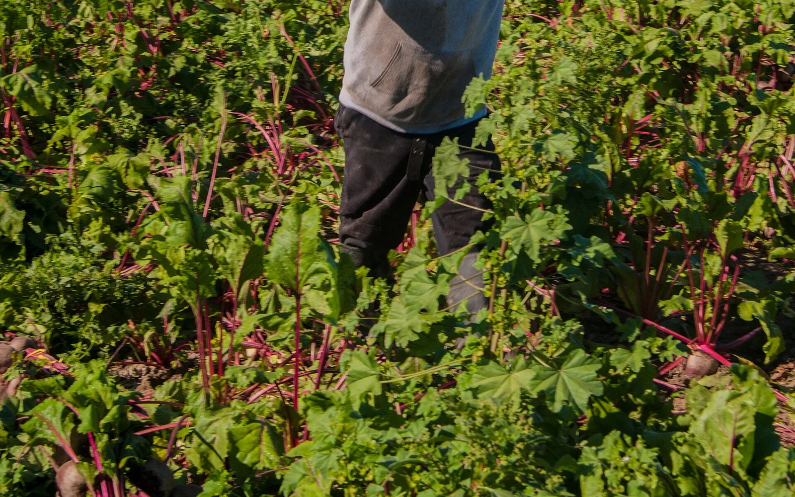 Beet fields and farm work at Lakeside Organic Gardens in Watsonville, California